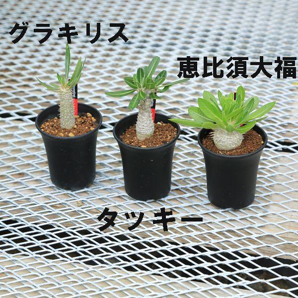 多肉植物：パキポディウム*グラキリスorタッキーor恵比須大黒 : 遊恵