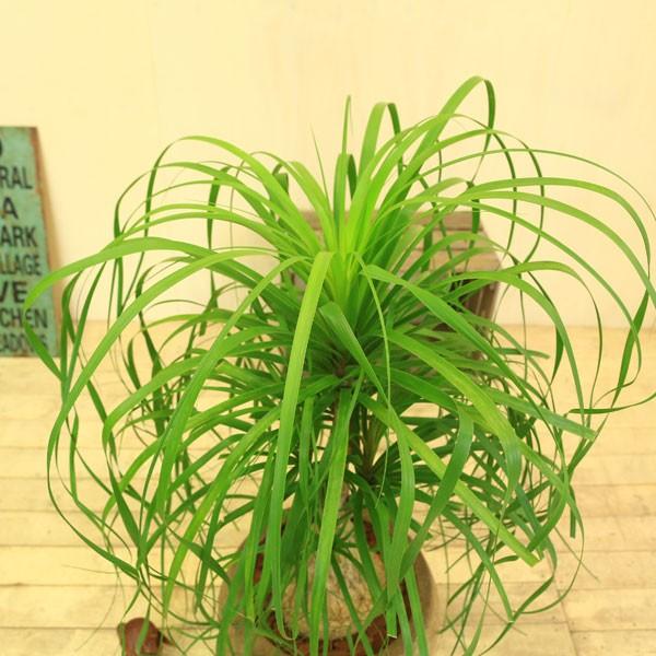 観葉植物：ノリナ(トックリラン)*ポニーテール 現品 グラスファイバー