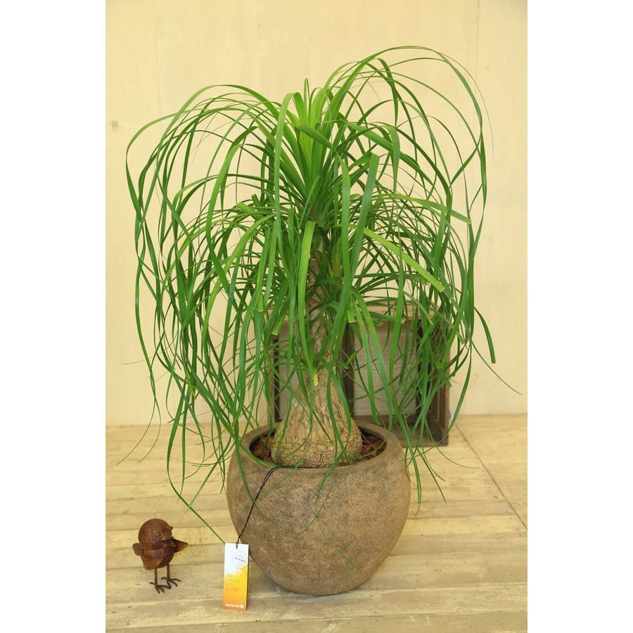観葉植物：ノリナ(トックリラン)*ポニーテール 現品 グラスファイバー