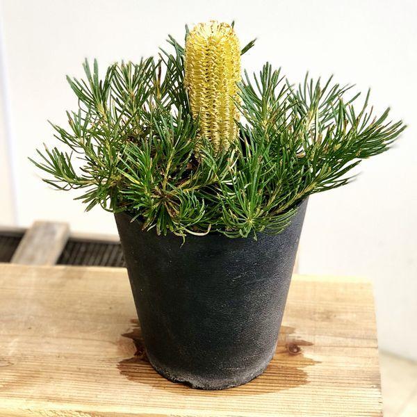 観葉植物 鉢花：バンクシア バースデー キャンドル*Birthday Candles
