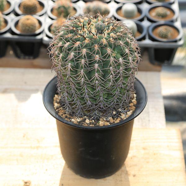 ◆黒刺猫爪天平丸◆【親株販売】実生苗　ギムノカリキウム　サボテン販売 サボテン：ギムノカリキウム 天平丸 猫爪 実生*（現品 一品限り