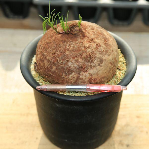 塊根植物：イポメア・ホルビー : 遊恵盆栽 Yahoo!店 - 通販 - Yahoo