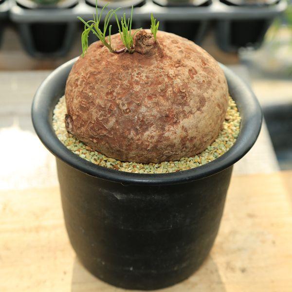 塊根植物：イポメア・ホルビー : 遊恵盆栽 Yahoo!店 - 通販 - Yahoo