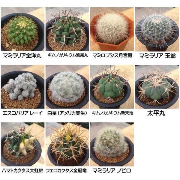 選べる：ミニサボテン3個セット*品種をお選びください : 遊恵