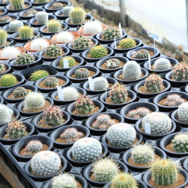 選べる：ミニサボテン5個セット*品種をお選びください : 遊恵