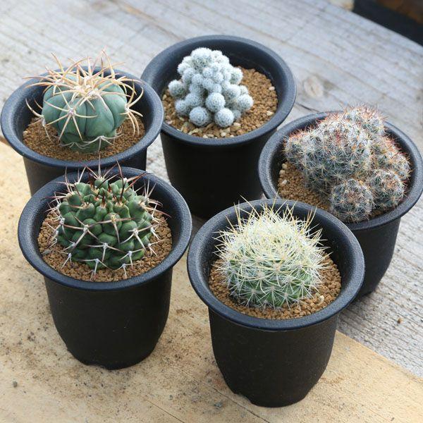 ミニマリスト 咲き乱れるポスター アリゾナサボテン Amazon.co.jp: そのまま飾れるサボテン 多肉植物 緋牡丹 つぎ木