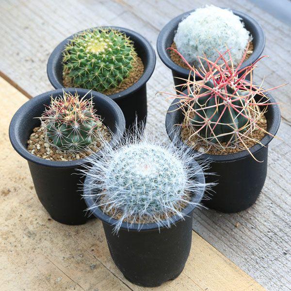 選べる：ミニサボテン*品種をお選びください : 遊恵盆栽 Yahoo!店