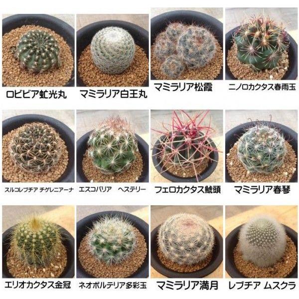 選べる：ミニサボテン*品種をお選びください : 遊恵盆栽 Yahoo!店