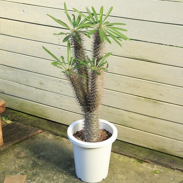 希少 多肉植物：パキポディウム “ラメレイ”(ラメリー)*現品 一品限り