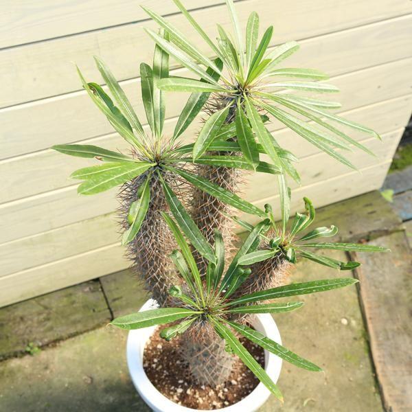 希少 多肉植物：パキポディウム “ラメレイ”(ラメリー)*現品 一品限り