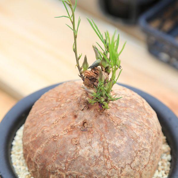 塊根植物：イポメア・ホルビー*（現品 一品限り） : 遊恵盆栽 Yahoo!店