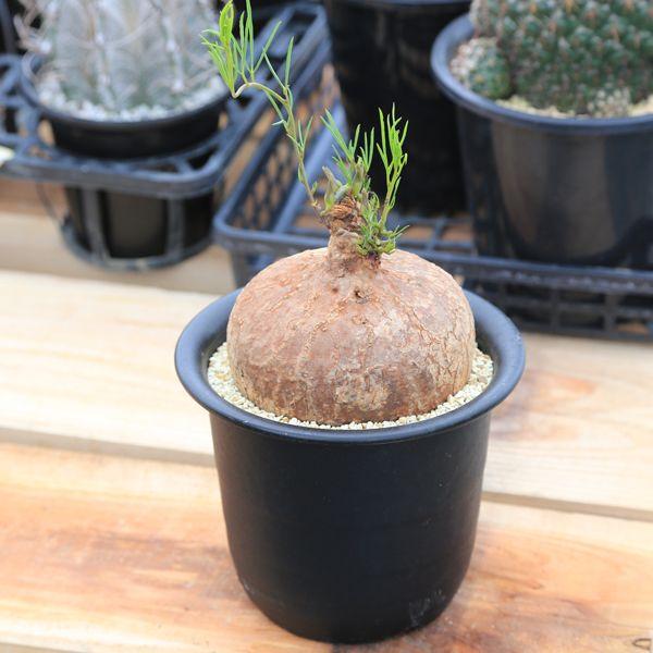 イボアコウ 盆栽 塊根