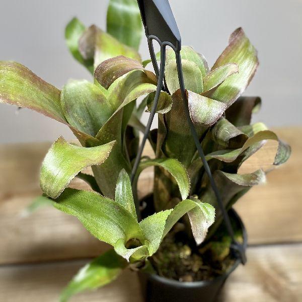 おしゃれ 観葉植物：ビルベルギア テキーラサンセット*4号 吊り : 遊恵