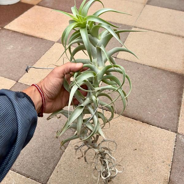 観葉植物 エアープランツ：チランジア カクティコラ ロングフォーム