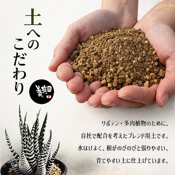 用土：木部ブレンド サボテン・多肉植物配合用土 10L* 養庄園