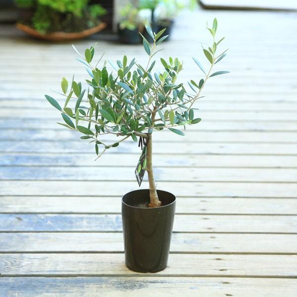 観葉植物 おりーぶ SOUJU（創樹）ブランド：オリーブの木*3号