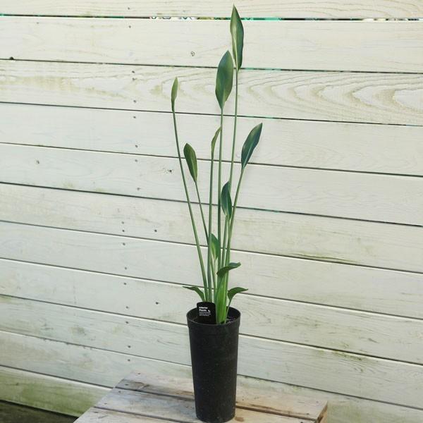 観葉植物：ストレリチア ユンケア ノンリーフ *ノーリーフ プラポット