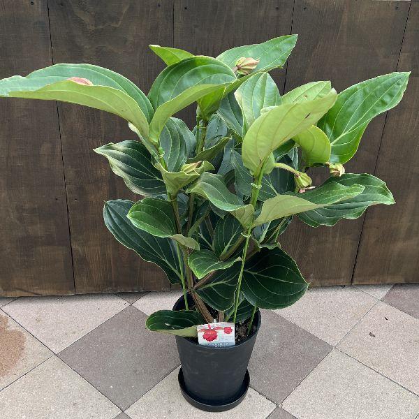 希少 観葉植物:メディニラマグニフィカ・フラメンコ* 受皿付 新品種