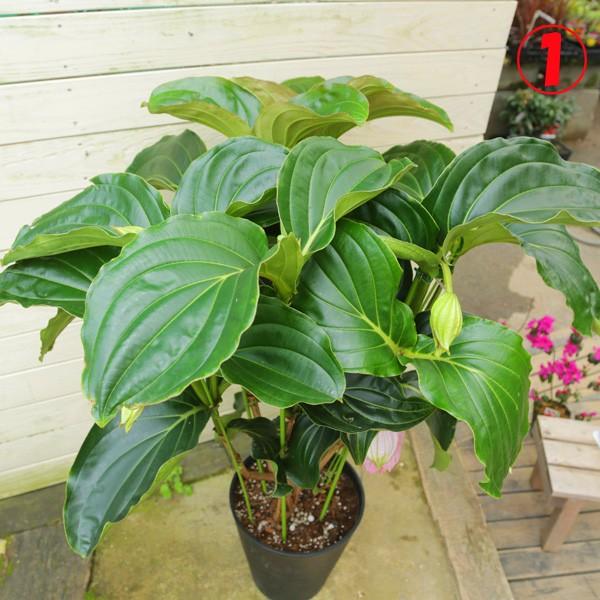 特大サイズ・希少・観葉植物:メディニラマグニフィカ*10号 現品選べ