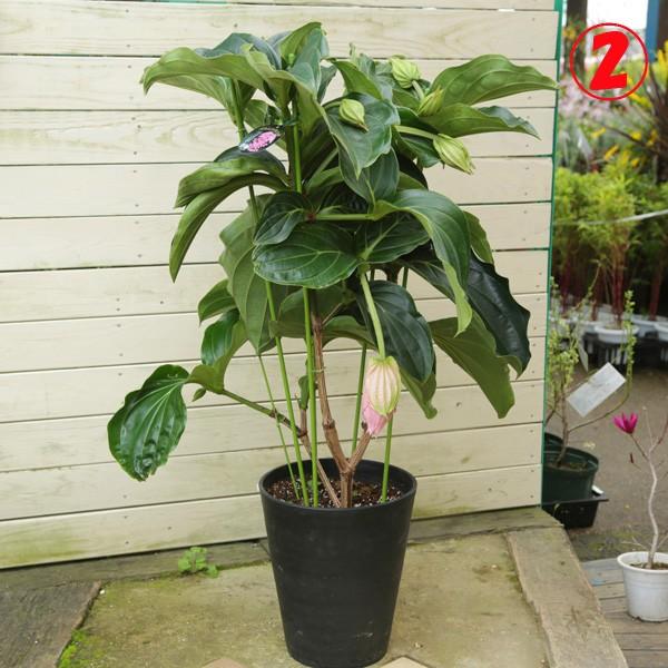 特大サイズ・希少・観葉植物:メディニラマグニフィカ*10号 現品選べ