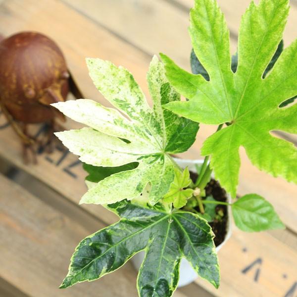 庭木・苗・観葉植物 おしゃれ：斑入り八手(ヤツデ)* : 遊恵盆栽 Yahoo
