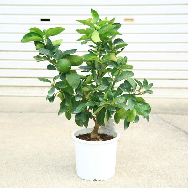 庭木・植木・苗木：特良品！ライム*（らいむ）タヒチライム 7号/白