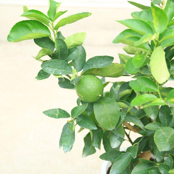 庭木・植木・苗木：特良品！ライム*（らいむ）タヒチライム 7号/白