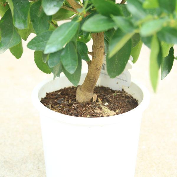庭木・植木・苗木：特良品！ライム*（らいむ）タヒチライム 7号/白