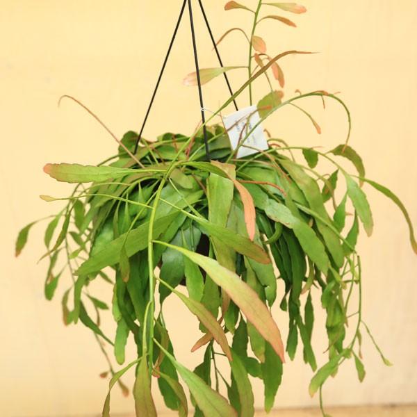 多肉植物：リプサリス ラムローサ*7号吊り鉢 観葉植物 希少特大サイズ