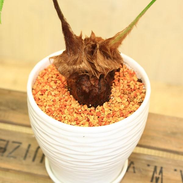 観葉植物 ゴールデンモンキー 孫悟空 タカワラビ Mse陶器鉢 受皿付 F3391 遊恵盆栽 Yahoo 店 通販 Yahoo ショッピング