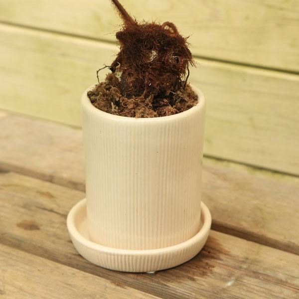 希少観葉植物 ゴールデンモンキー 孫悟空 タカワラビ 陶器鉢 クレムラウンドs 受け皿付 T 4 キンモウコウ ゴールデンチャウチャウ F3394 遊恵盆栽 Yahoo 店 通販 Yahoo ショッピング