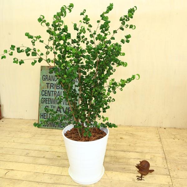 おしゃれ 観葉植物：バロック フィカスベンジャミン ベンジャミナ*白