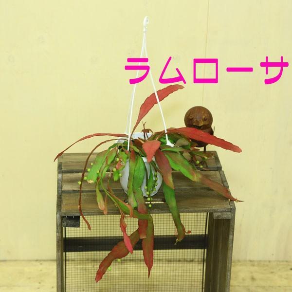 観葉植物：リプサリス* ラムローサorクリスパータ（吊り鉢）お選び