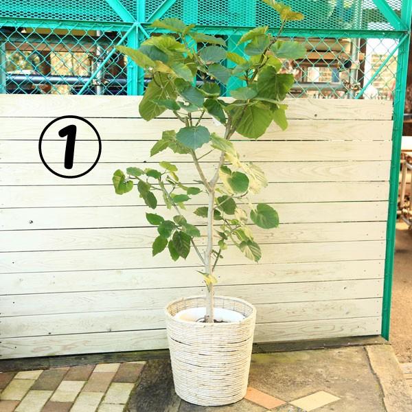 50 Off 観葉植物 フィカス ウンベラータ バスケット付 大型ヤマト便配送 宅送 Www Maxipiso Com Ar