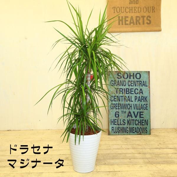 ドラセナ　ナビー　盆栽仕立て　7号　陶器鉢　植え込み発送 ドラセナ ナビー 盆栽仕立て 7号 陶器鉢 植え込み発送