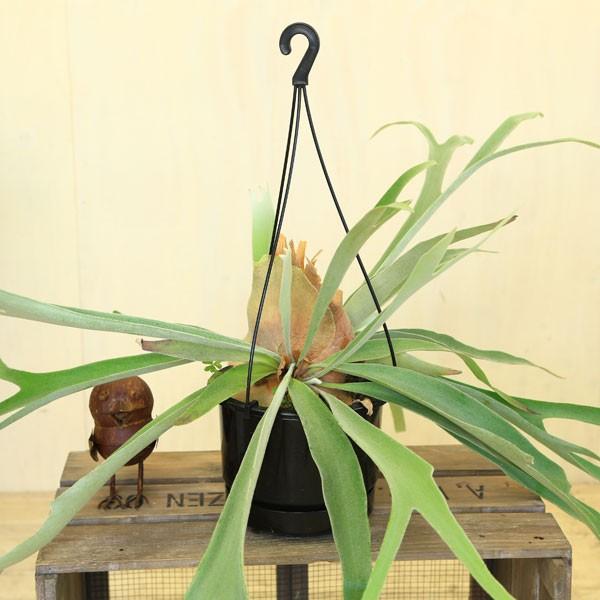 観葉植物 コウモリラン ビカクシダ ビーチー 吊り鉢 F3543 遊恵盆栽 Yahoo 店 通販 Yahoo ショッピング