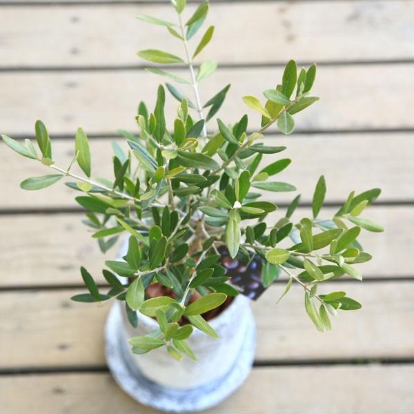 観葉植物 おしゃれ SOUJU（創樹）ブランド：オリーブの木*ロゼッタ