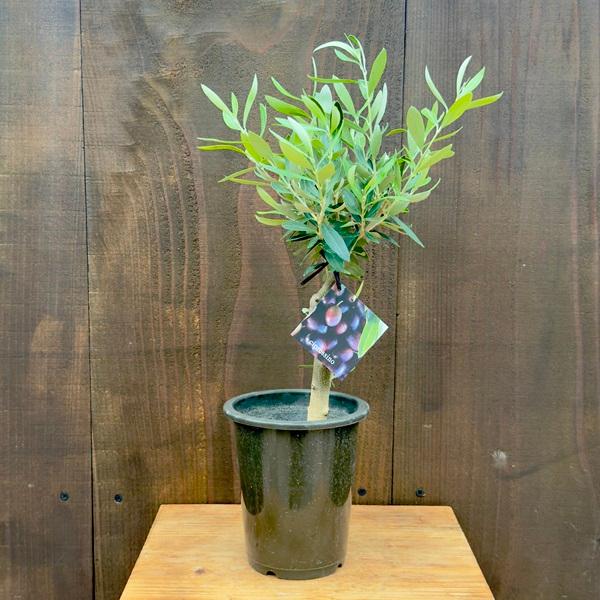 観葉植物 SOUJU(創樹)ブランド:オリーブの木*4号 観葉植物 SOUJU(創樹)ブランド:オリーブの木*4号