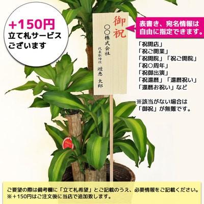 観葉植物 おしゃれ：ネムの木（エバーフレッシュ）*セラアート　現品選べます。大型ヤマト便配送｜y-bonsai｜04