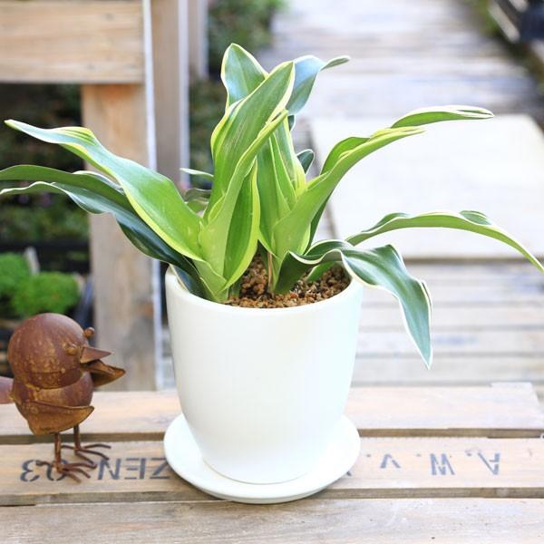 観葉植物：オモト 万年青*TT白鉢 受皿付 陶器鉢 おもと : 遊恵盆栽