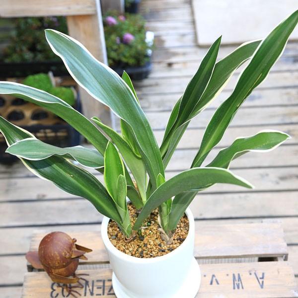 観葉植物：オモト 万年青*TT白鉢 受皿付 陶器鉢 おもと : 遊恵盆栽