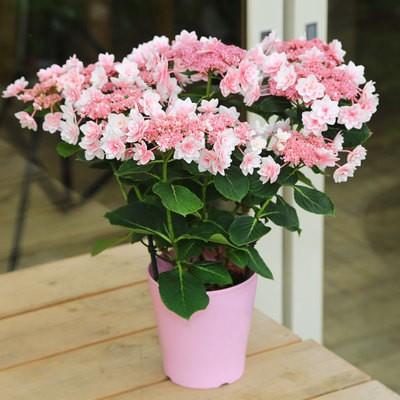 庭木・アジサイ（紫陽花） “雨に唄えば” : 遊恵盆栽 Yahoo!店 - 通販