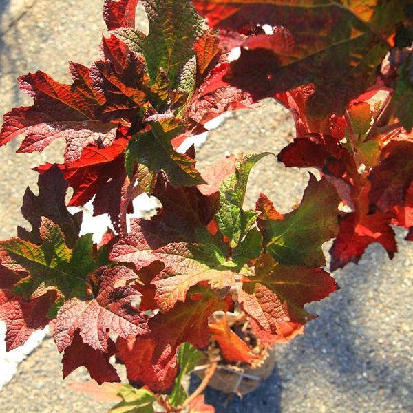 庭木苗・植木：カシワバアジサイ（紫陽花） *(かしわばあじさい