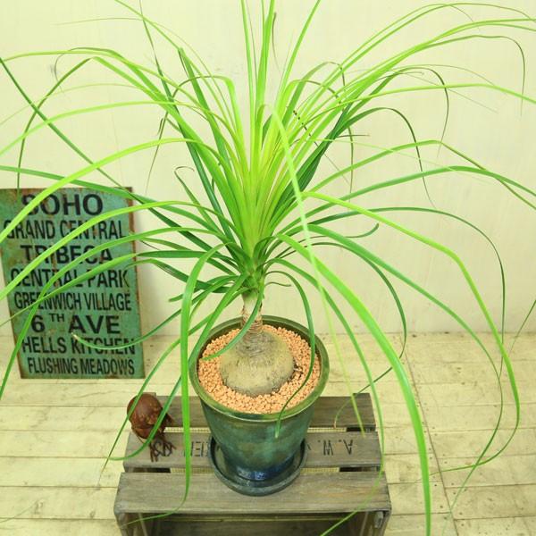 安心発送 ノリナポニーテール トックリラン 陶器鉢受皿付 珍しい樹形 可愛い観葉植物 Macarons Recrutement Com