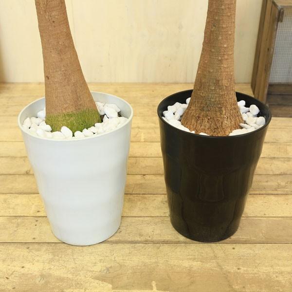観葉植物：ボーカルニア ノリナ(トックリラン)*鉢色選べる 現品 : 遊恵