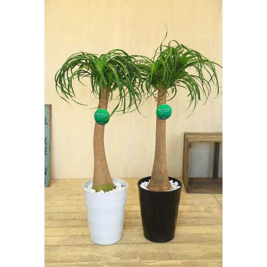 観葉植物：ボーカルニア ノリナ(トックリラン)*鉢色選べる 現品 : 遊恵