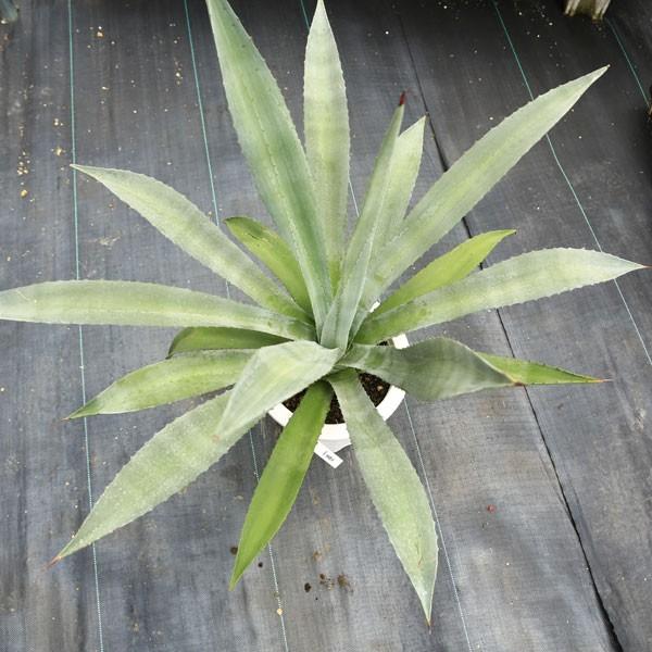 多肉植物 リュウゼツラン：アガベ アメリカーナ オアハカエンシス*8号