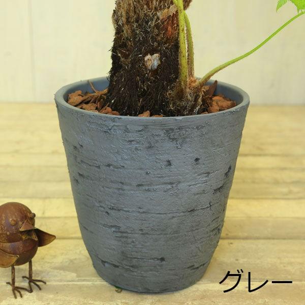 ひかげへご 観葉植物：ヒカゲヘゴ（ヘゴシダ）*現品 大型ヤマト便配送