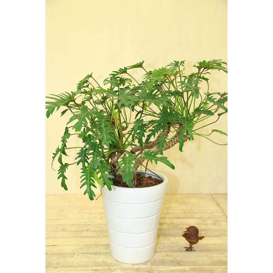 おしゃれ 観葉植物 フィロデンドロンクッカバラ 現品 陶器鉢 受皿付き バークチップ 大型便配送 現品 Sale F3706 遊恵盆栽 Yahoo 店 通販 Yahoo ショッピング