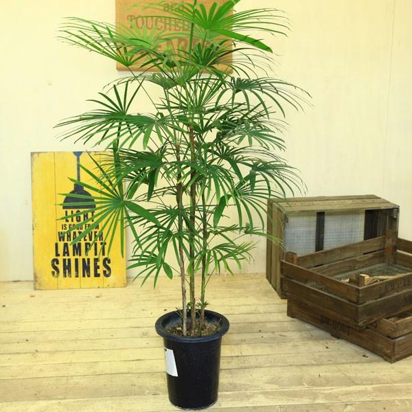 観葉植物 おしゃれ:ウンナンシュロチク*雲南棕櫚竹 しゅろちく : 遊恵